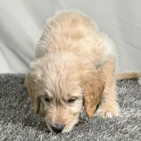 Ashoka Tano - Champion bloodline, a female Goldendoodle for sale in Kansas City, MO – 6 of 6