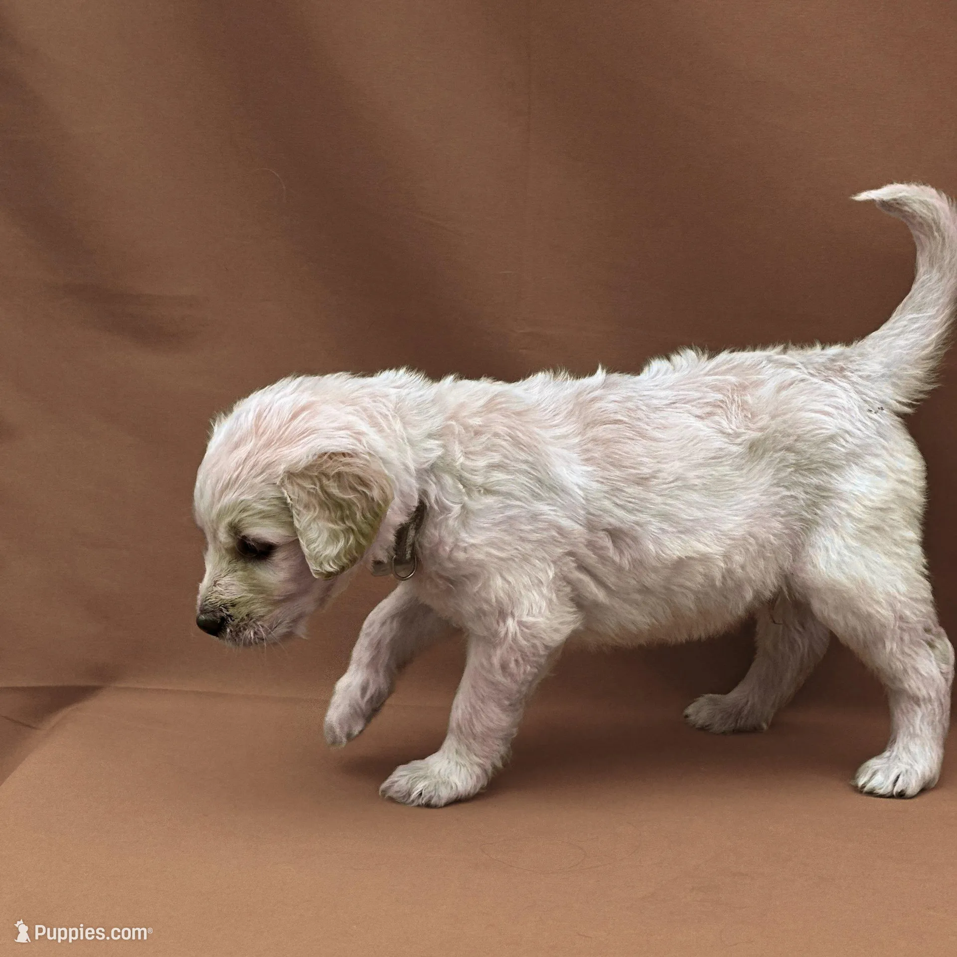 Qui-Gon Jin - Champion bloodline, a male Goldendoodle for sale in Kansas City, MO – Photo 3 of 10