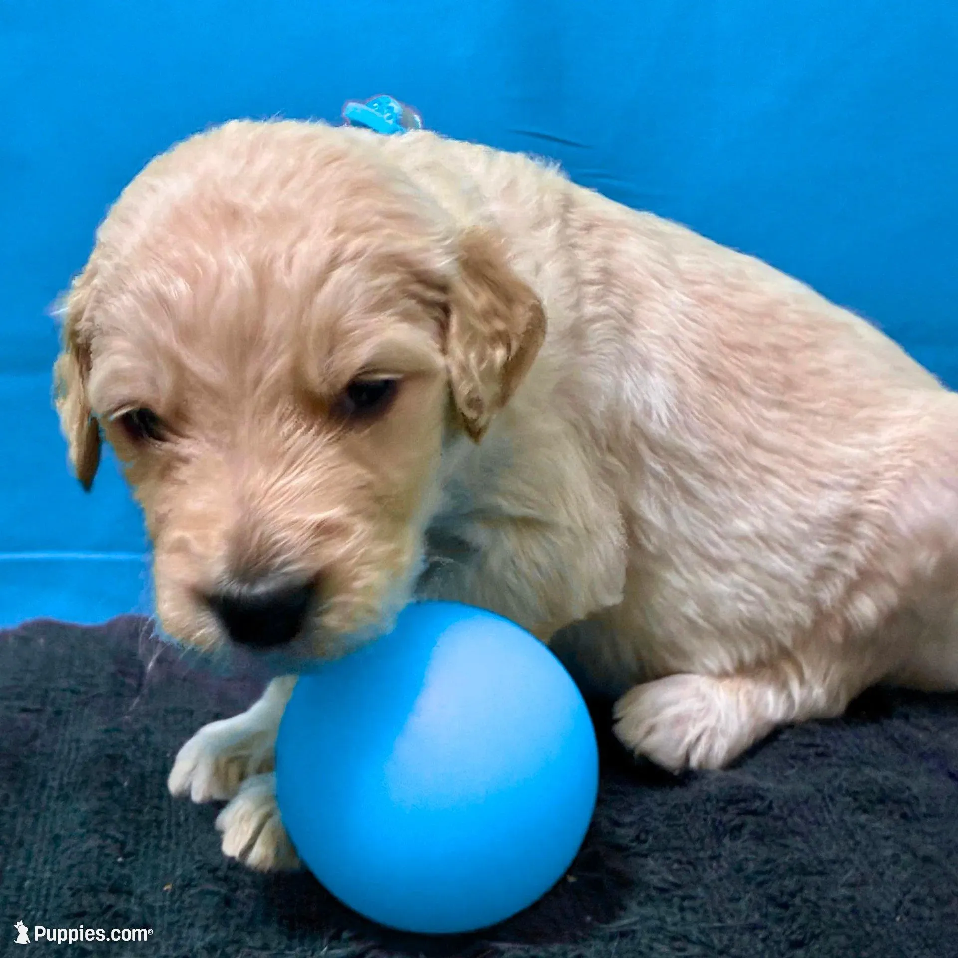 Qui-Gon Jin - Champion bloodline, a male Goldendoodle for sale in Kansas City, MO – Photo 6 of 10