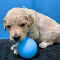 Qui-Gon Jin, a male Goldendoodle for sale in Kansas City, MO – Photo 3 of 7