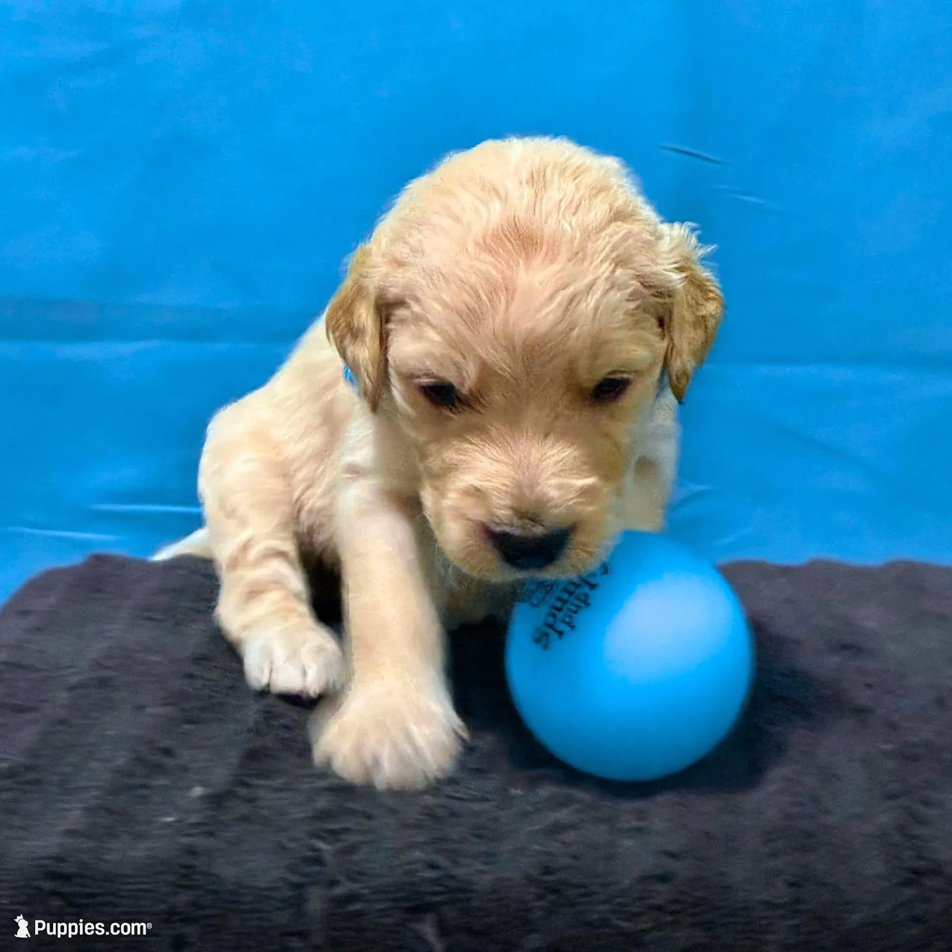 Qui-Gon Jin - Champion bloodline, a male Goldendoodle for sale in Kansas City, MO – Photo 5 of 10