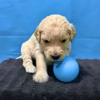 Qui-Gon Jin, a male Goldendoodle for sale in Kansas City, MO – Photo 2 of 7