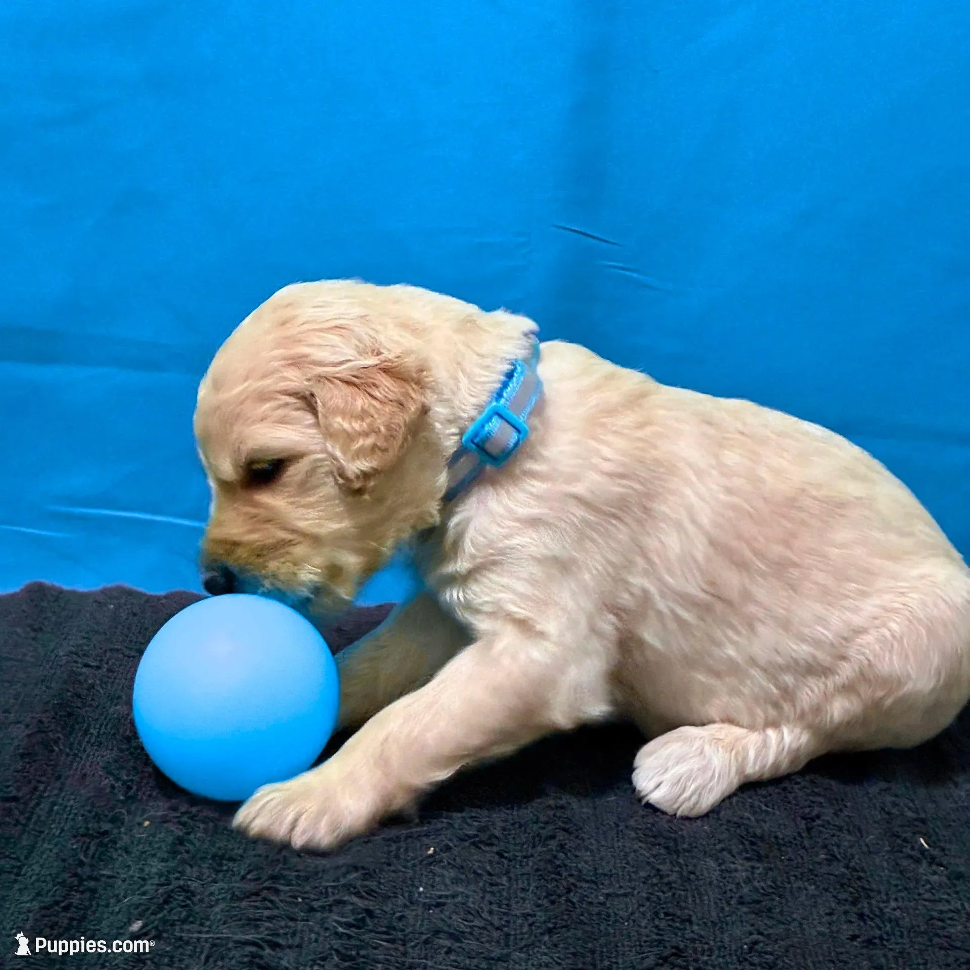 Qui-Gon Jin - Champion bloodline, a male Goldendoodle for sale in Kansas City, MO – Photo 8 of 10