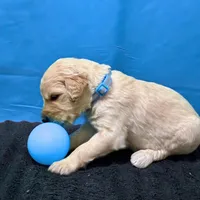 Qui-Gon Jin, a male Goldendoodle for sale in Kansas City, MO – Photo 5 of 7