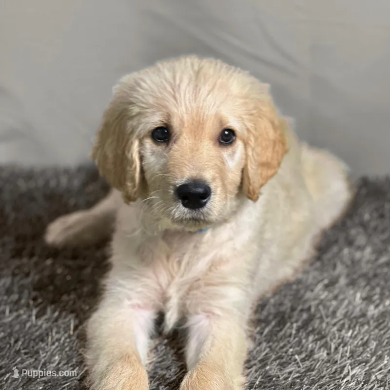 Qui-Gon Jin - Champion bloodline – Goldendoodle puppy for sale in Kansas City, MO