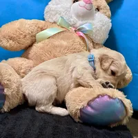 Qui-Gon Jin, a male Goldendoodle for sale in Kansas City, MO – Photo 7 of 7