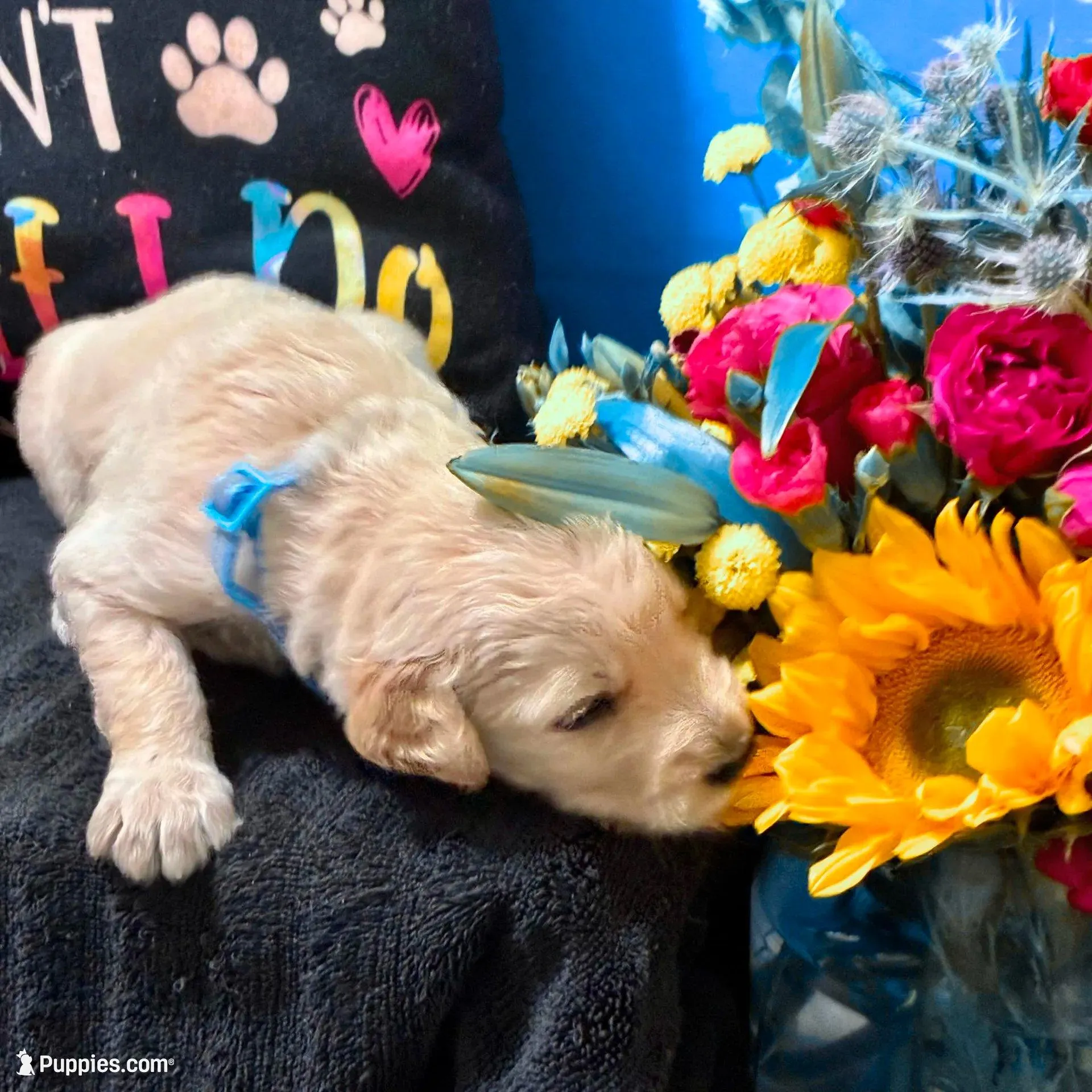 Qui-Gon Jin - Champion bloodline, a male Goldendoodle for sale in Kansas City, MO – Photo 9 of 10