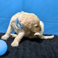 Qui-Gon Jin, a male Goldendoodle for sale in Kansas City, MO – Photo 4 of 7