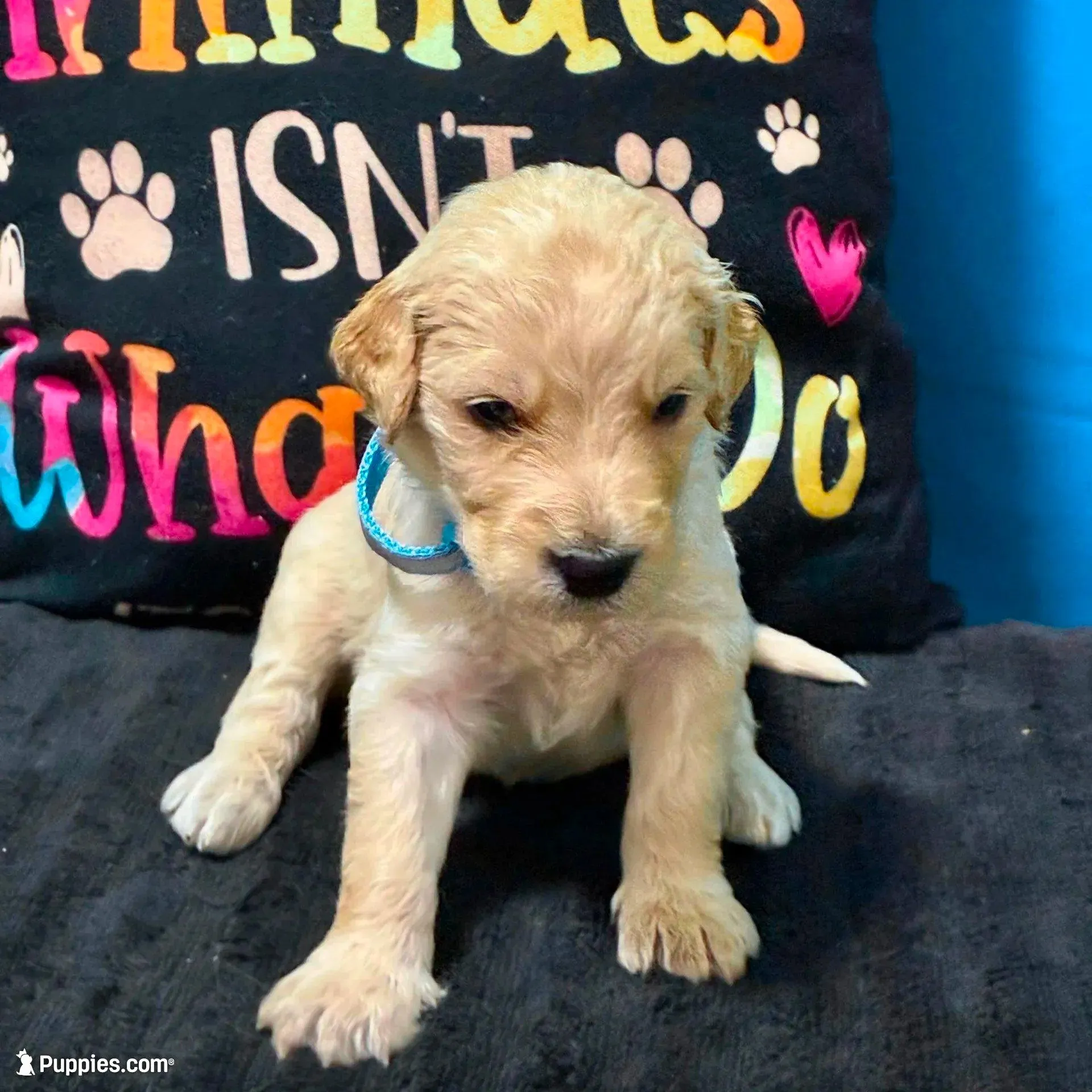 Qui-Gon Jin - Champion bloodline, a male Goldendoodle for sale in Kansas City, MO – Photo 4 of 10