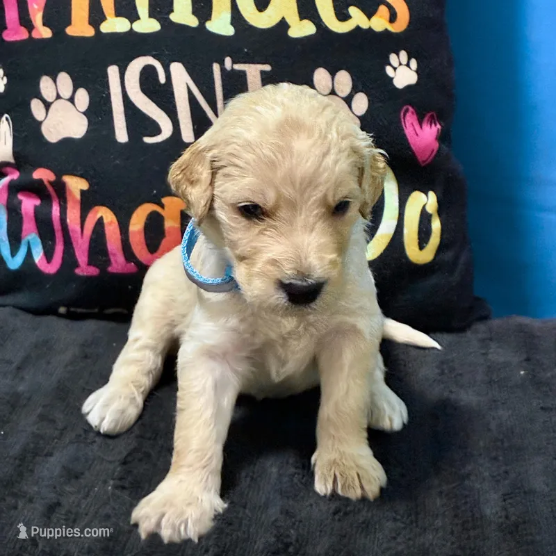 Qui-Gon Jin – Goldendoodle puppy on hold in Kansas City, MO