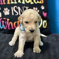 Qui-Gon Jin, a male Goldendoodle for sale in Kansas City, MO – Photo 1 of 7