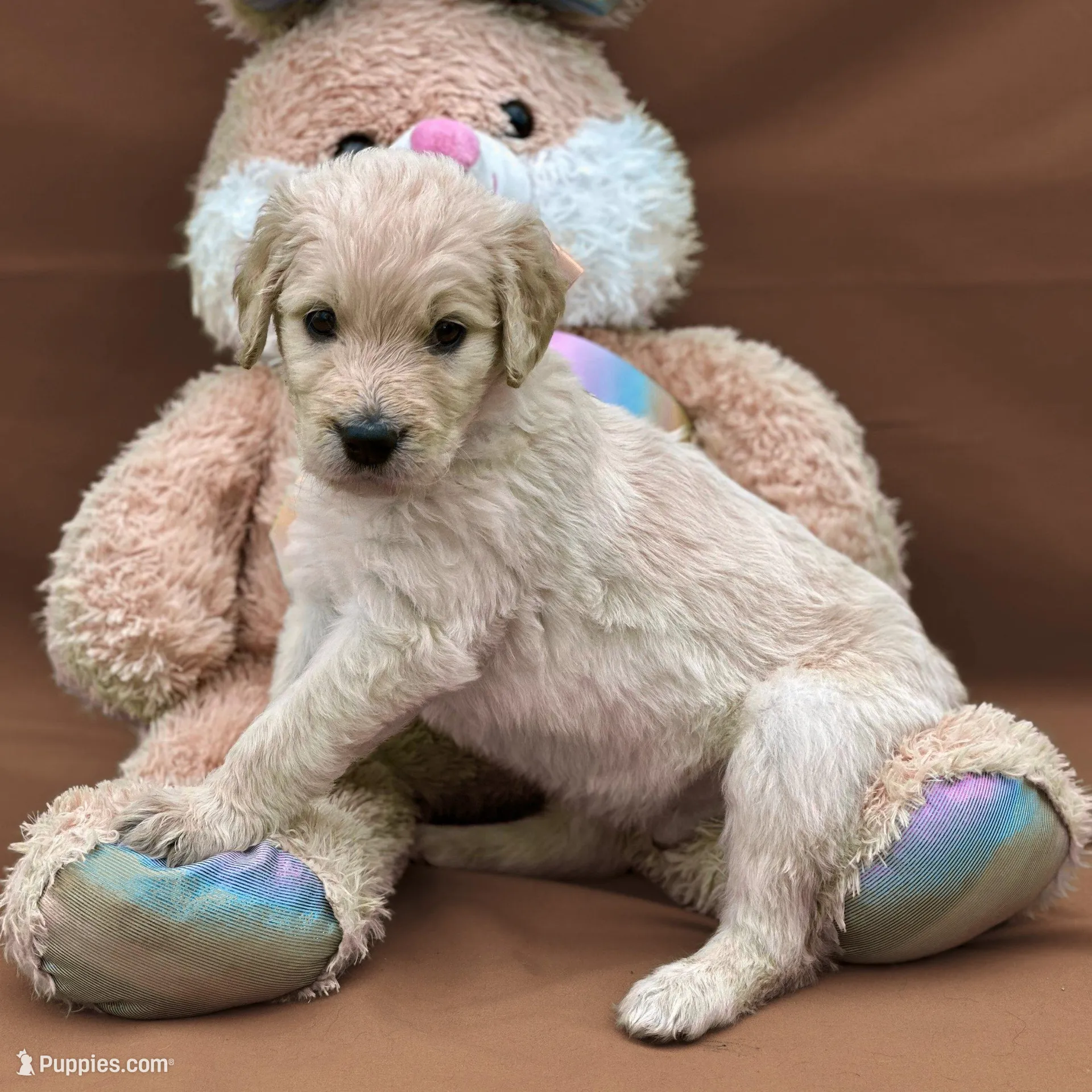 Qui-Gon Jin - Champion bloodline – Goldendoodle puppy for sale in Kansas City, MO