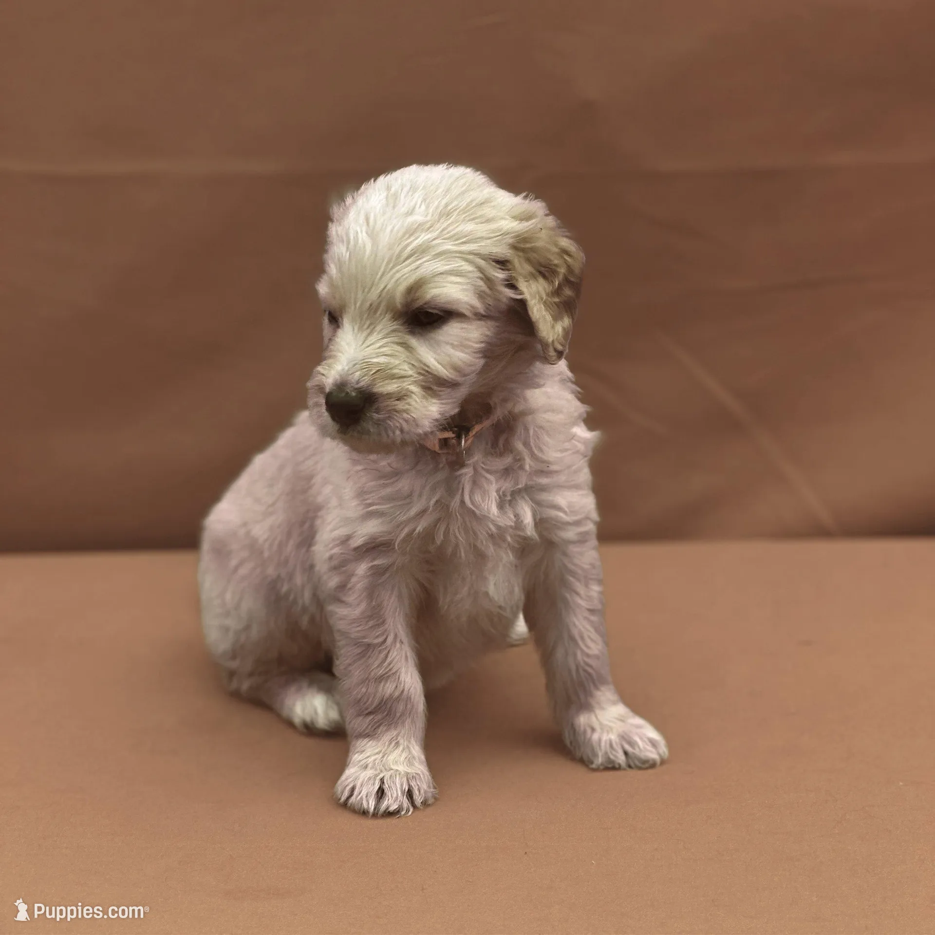 Ashoka Tano - Champion bloodline – Goldendoodle puppy for sale in Kansas City, MO