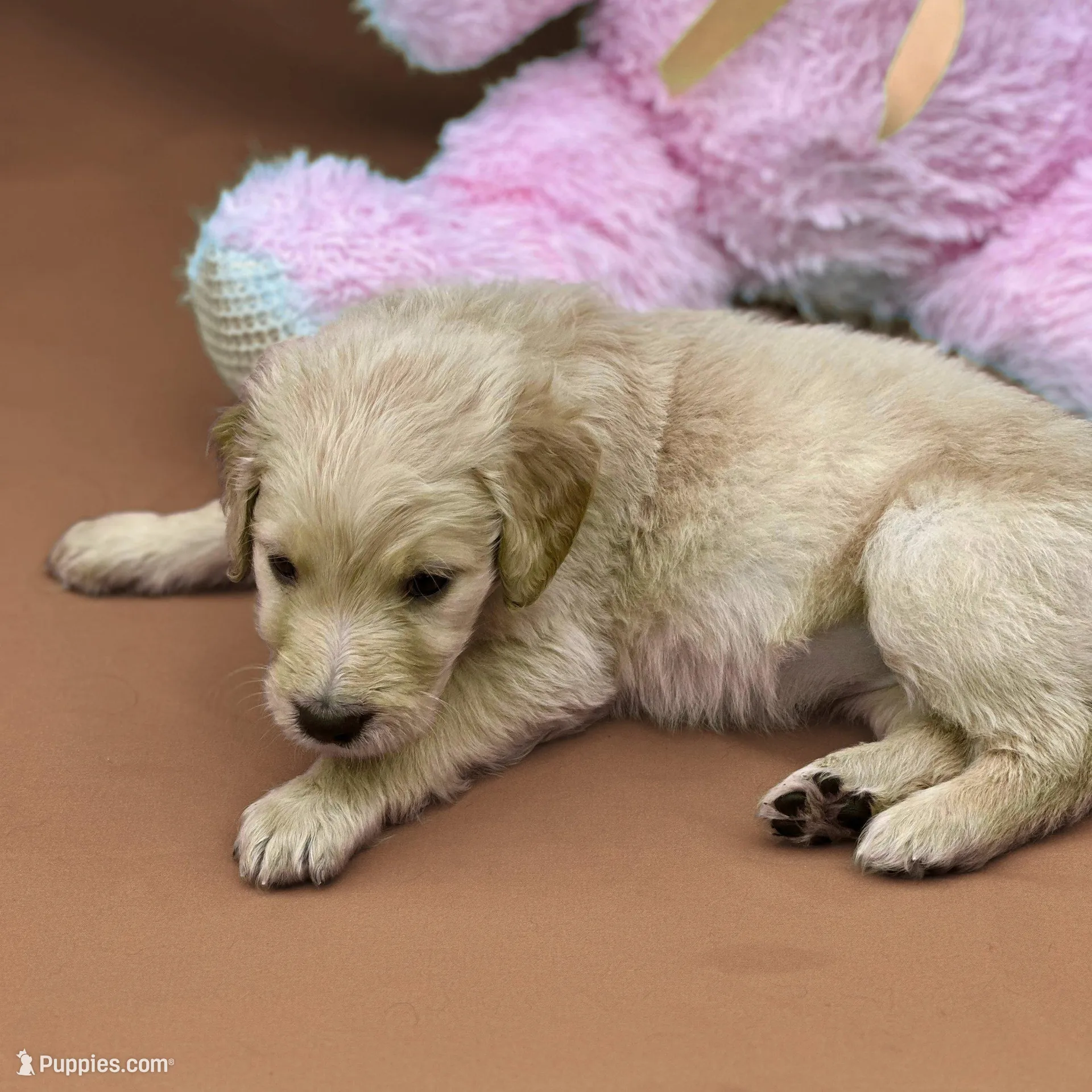 Ventress - Champion bloodline, a female Goldendoodle for sale in Kansas City, MO – Photo 4 of 10