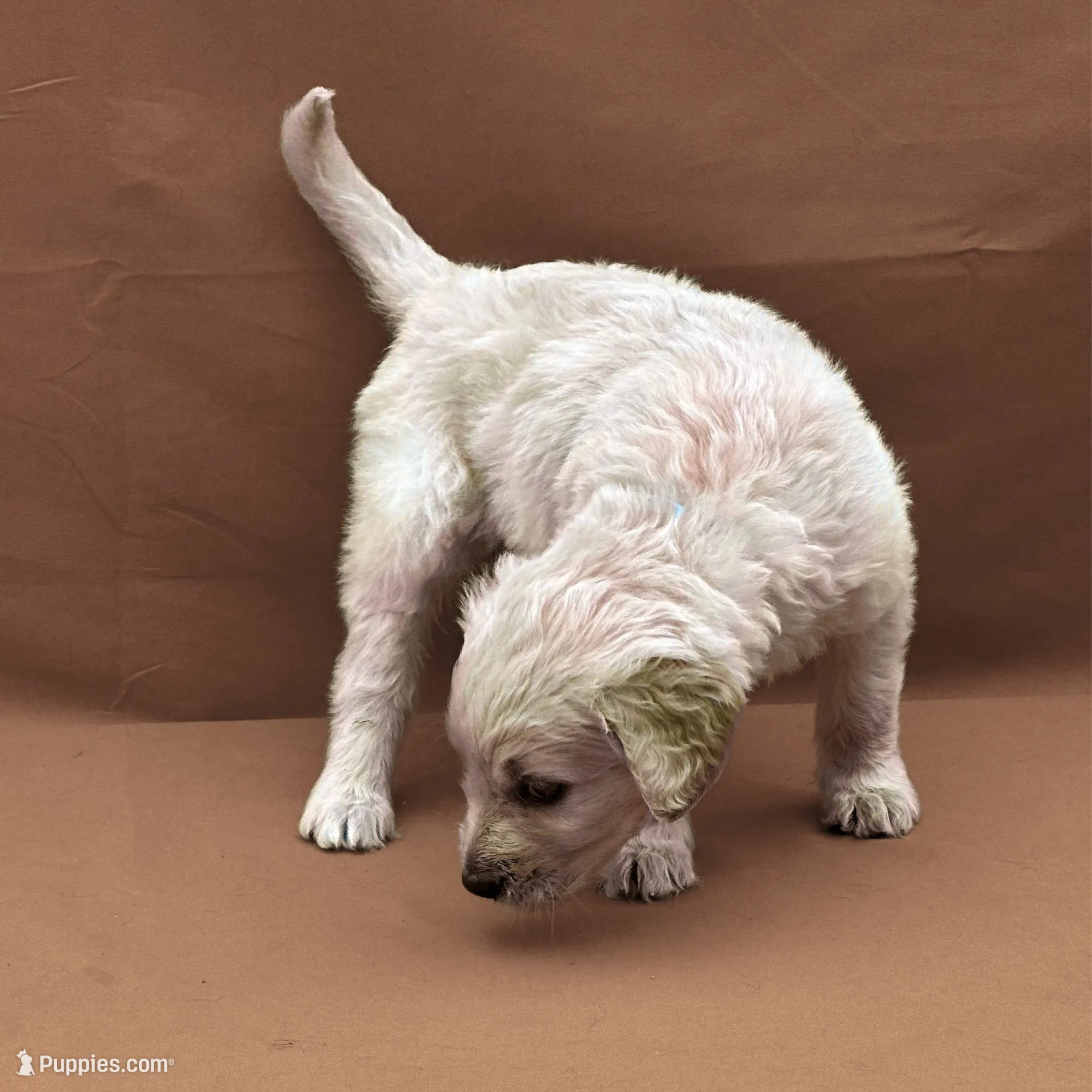 Qui-Gon Jin - Champion bloodline, a male Goldendoodle for sale in Kansas City, MO – Photo 2 of 10