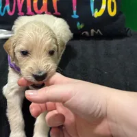 Padme Amidala, a male Goldendoodle for sale in Kansas City, MO – Photo 1 of 8