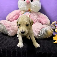 Padme Amidala, a male Goldendoodle for sale in Kansas City, MO – Photo 5 of 8