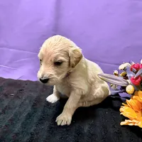 Padme Amidala, a male Goldendoodle for sale in Kansas City, MO – Photo 2 of 8