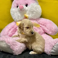 Padme Amidala, a male Goldendoodle for sale in Kansas City, MO – Photo 7 of 8