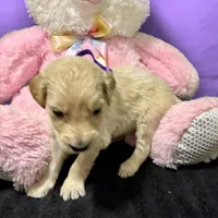 Padme Amidala, a male Goldendoodle for sale in Kansas City, MO – Photo 6 of 8