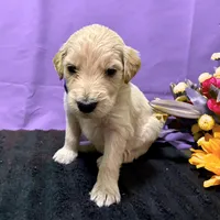 Padme Amidala, a male Goldendoodle for sale in Kansas City, MO – Photo 4 of 8