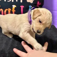 Padme Amidala, a male Goldendoodle for sale in Kansas City, MO – Photo 3 of 8