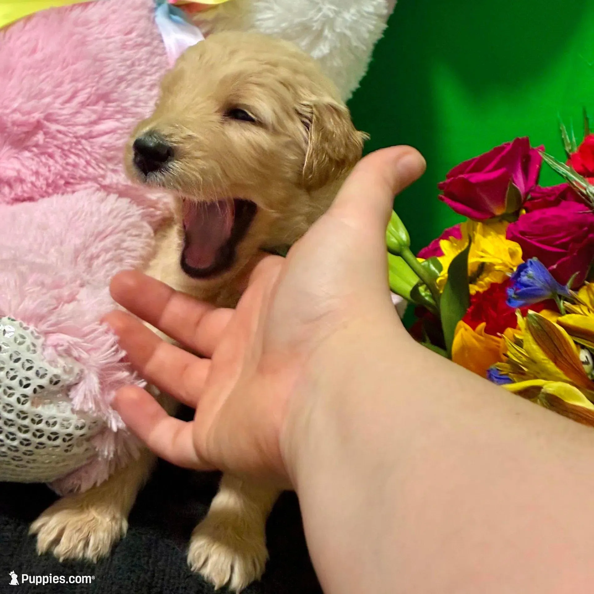 Sabine Wren - Champion bloodline, a male Goldendoodle for sale in Kansas City, MO – Photo 6 of 10