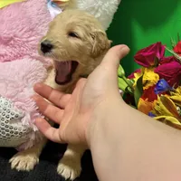 Sabine Wren, a male Goldendoodle for sale in Kansas City, MO – Photo 2 of 6