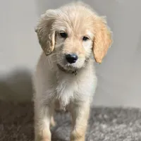 Sabine Wren - Champion bloodline, a female Goldendoodle for sale in Kansas City, MO – 7 of 7