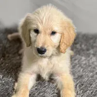 Sabine Wren - Champion bloodline, a female Goldendoodle for sale in Kansas City, MO – 4 of 7