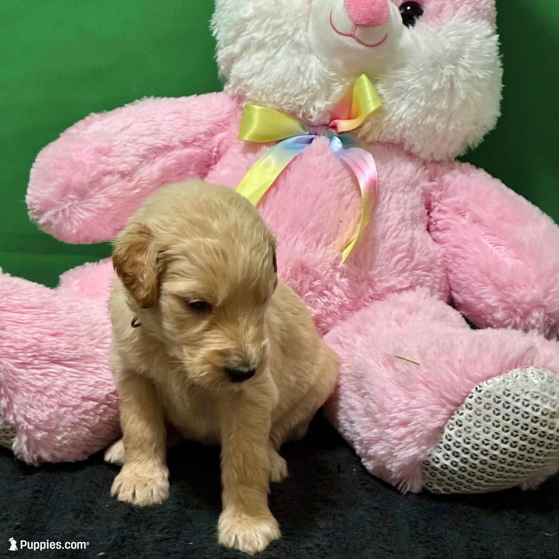 Sabine Wren - Champion bloodline, a male Goldendoodle for sale in Kansas City, MO – Photo 10 of 10
