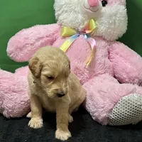 Sabine Wren, a male Goldendoodle for sale in Kansas City, MO – Photo 6 of 6