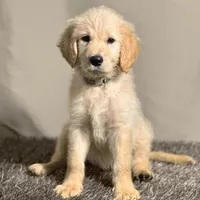Sabine Wren - Champion bloodline, a female Goldendoodle for sale in Kansas City, MO – 6 of 7