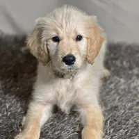 Sabine Wren - Champion bloodline, a female Goldendoodle for sale in Kansas City, MO – 5 of 7