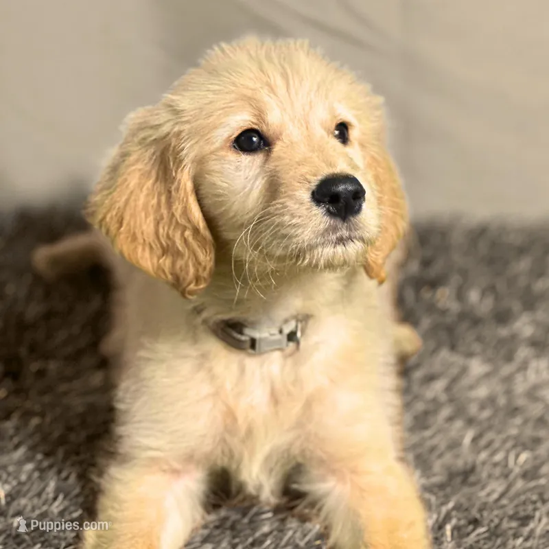 Sabine Wren - Champion bloodline – Goldendoodle puppy for sale in Kansas City, MO