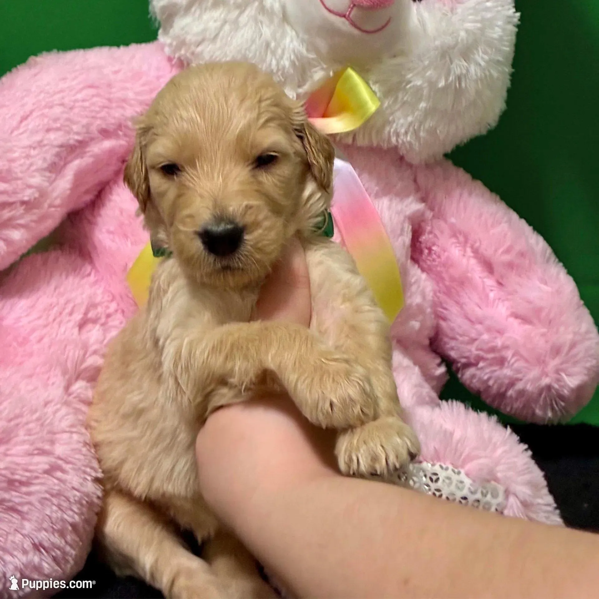 Sabine Wren - Champion bloodline, a male Goldendoodle for sale in Kansas City, MO – Photo 5 of 10