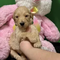 Sabine Wren, a male Goldendoodle for sale in Kansas City, MO – Photo 1 of 6