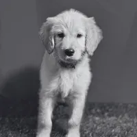 Sabine Wren - Champion bloodline, a female Goldendoodle for sale in Kansas City, MO – 3 of 7