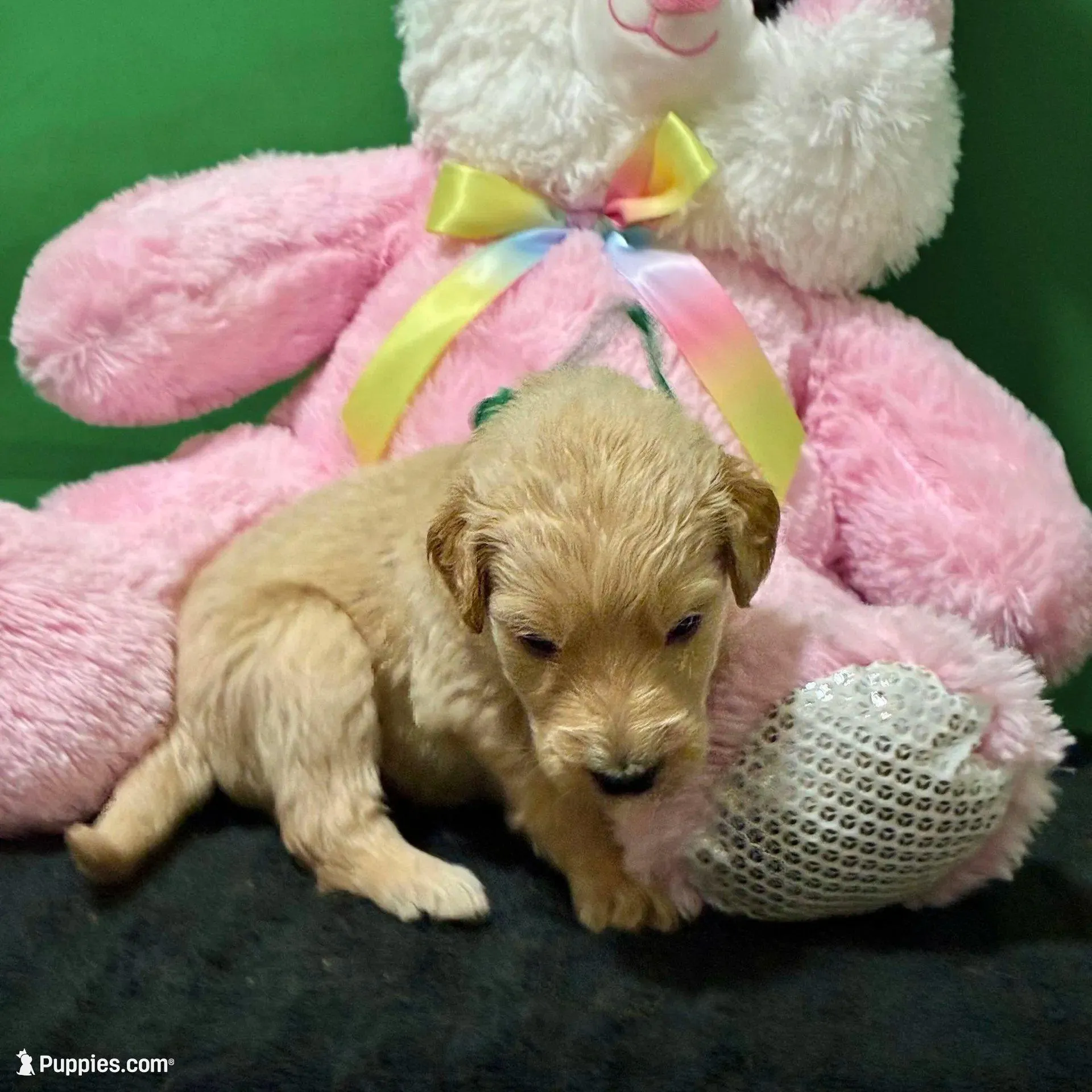 Sabine Wren - Champion bloodline, a male Goldendoodle for sale in Kansas City, MO – Photo 8 of 10