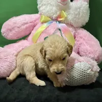 Sabine Wren, a male Goldendoodle for sale in Kansas City, MO – Photo 4 of 6
