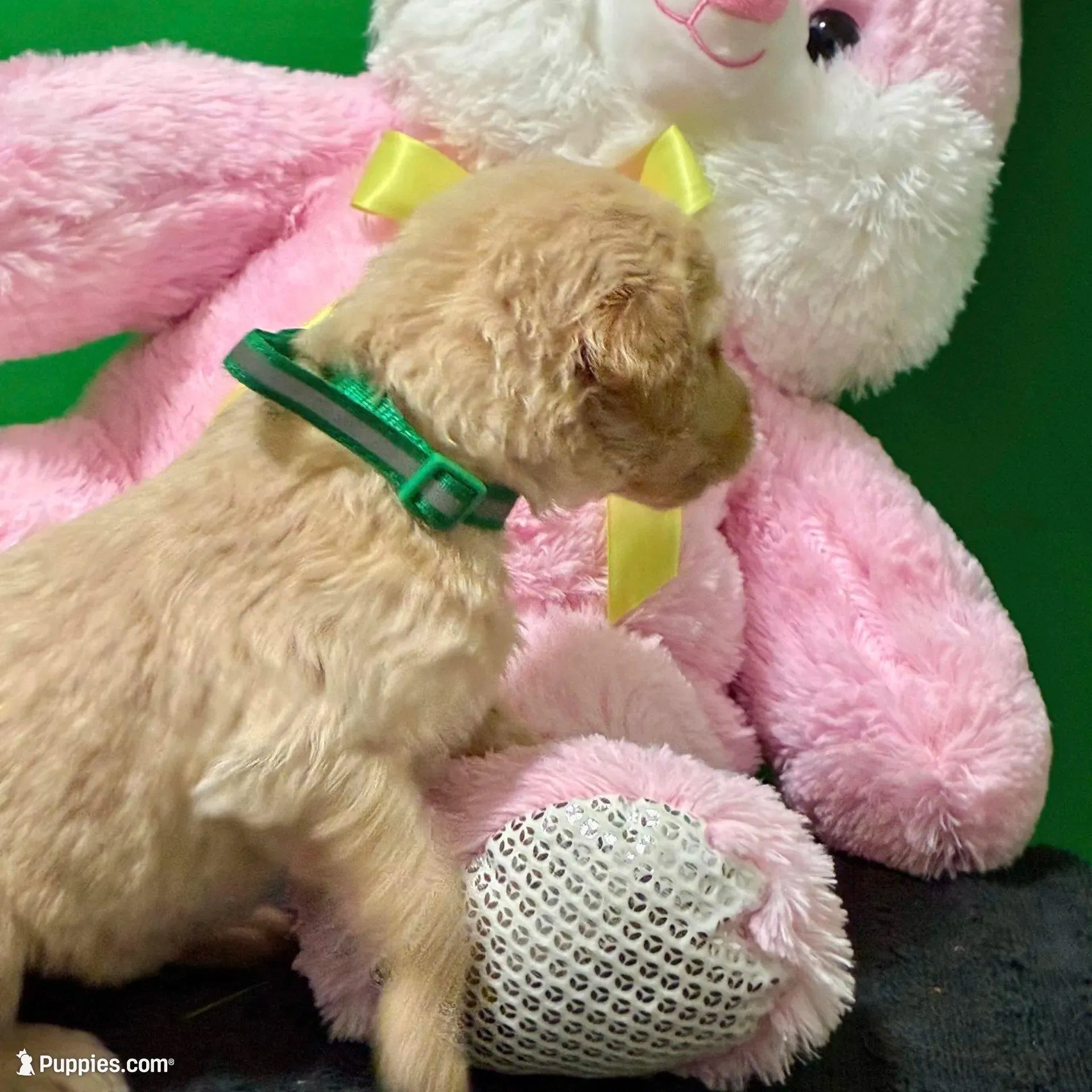 Sabine Wren - Champion bloodline, a male Goldendoodle for sale in Kansas City, MO – Photo 9 of 10