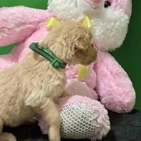 Sabine Wren, a male Goldendoodle for sale in Kansas City, MO – Photo 5 of 6