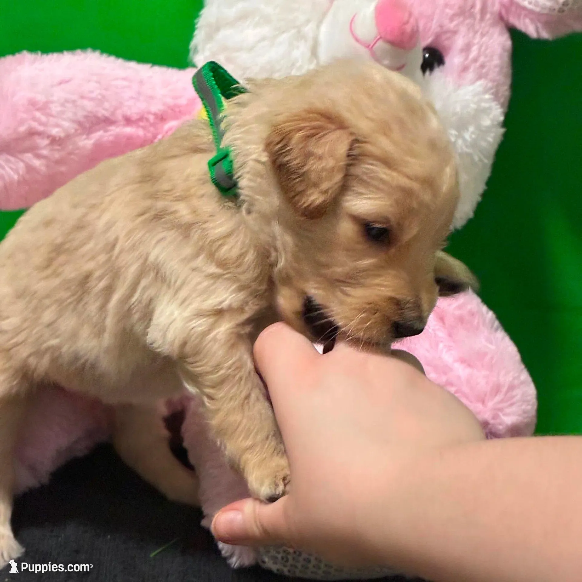 Sabine Wren - Champion bloodline, a male Goldendoodle for sale in Kansas City, MO – Photo 7 of 10