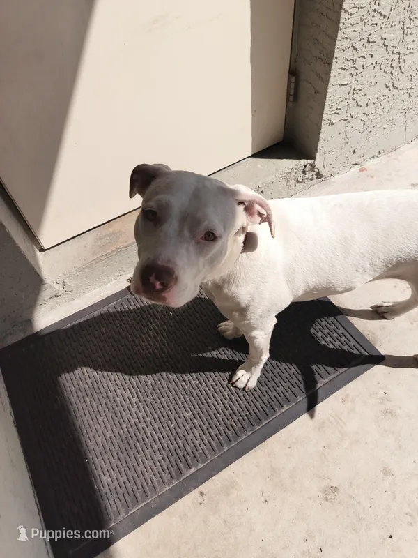 Suga – Staffordshire Bull Terrier, American Pit Bull Terrier puppy for sale in Fort Pierce, FL