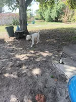 Suga, a female Staffordshire Bull Terrier and American Pit Bull Terrier for sale in Fort Pierce, FL – Photo 3 of 3