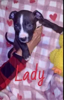 Lady, a female American Pit Bull Terrier for sale in New Jerusalem, PA – Photo 3 of 3