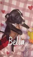Bella, a female American Pit Bull Terrier for sale in New Jerusalem, PA – Photo 4 of 5