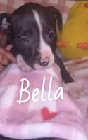 Bella, a female American Pit Bull Terrier for sale in New Jerusalem, PA – Photo 1 of 5