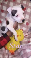 Star, a female American Pit Bull Terrier for sale in New Jerusalem, PA – Photo 3 of 5