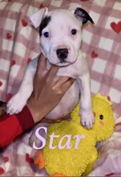 Star, a female American Pit Bull Terrier for sale in New Jerusalem, PA – Photo 1 of 5